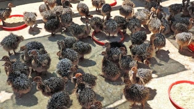  Burung-Burung Ostrich