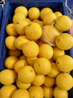 jeruk lemon california