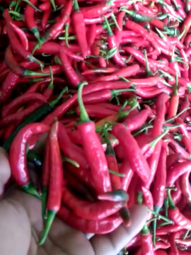 Cabe Cabai Jawa TW