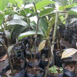 bibit buah manggis siap tanam kualiatas super hasil menggiurkan