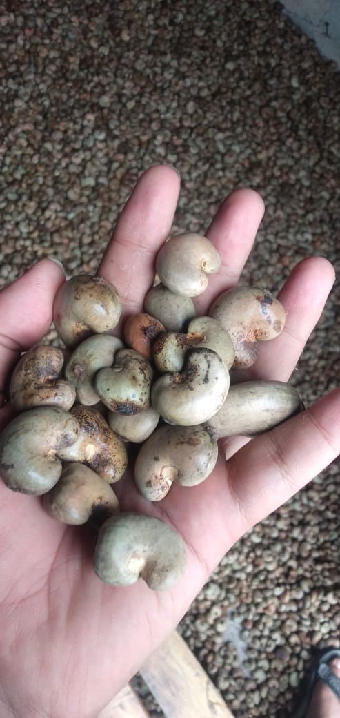 JUAL MENTE GELONDONGAN KUALITAS EXPORT (Outurn diatas 51, Rendemen diatas 290)