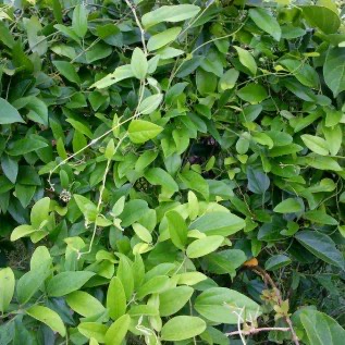 DAUN CINCAU HIJAU