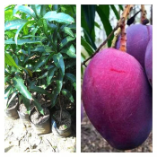 bibit tanaman buah mangga irwin / mangga ungu