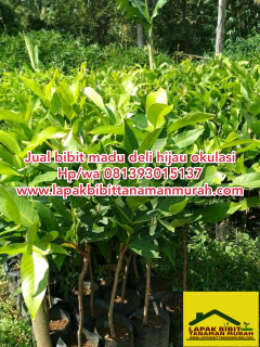 Bibit jambu air madu deli hijau super murah