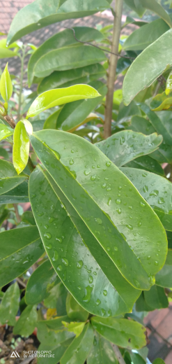 daun sirsak untuk obat herbal