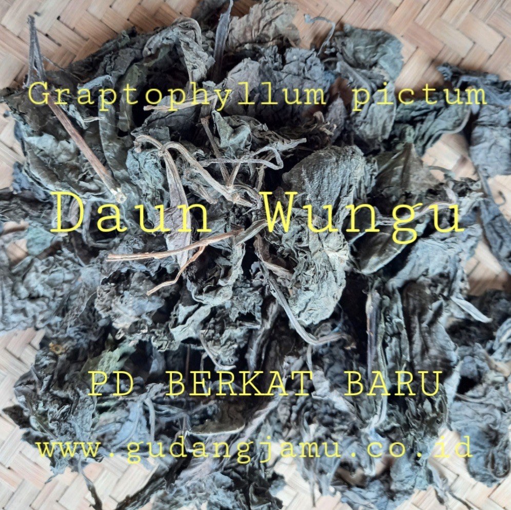 DAUN WUNGU GRAPTOPHYLLUM PICTUM FOLIUM