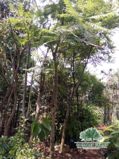 jual pohon flamboyan 