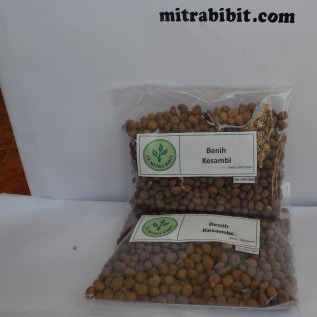 Biji/Benih Kesambi super berkualitas 