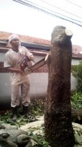 jasa tebang pohon.