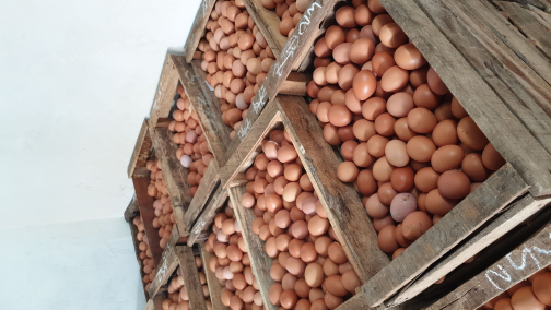 Jual telur ayam lokal bogor
