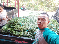 bibit katuk