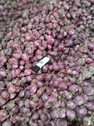 Bawang Merah