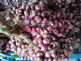 bawang merah tangkai Probolinggo
