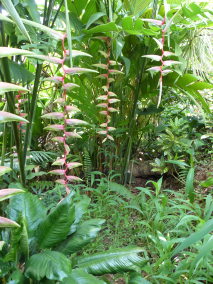 jual pohon dolar rambat daun kecil 