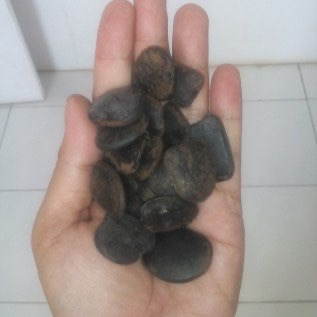 Benih Merbau (Intsia bijuga)