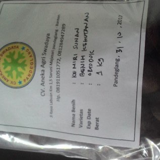 Benih Kemiri Sunan