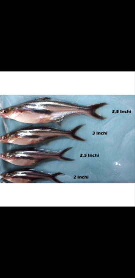 Jual-Beli Bibit Ikan Patin
