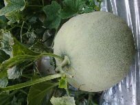 melon