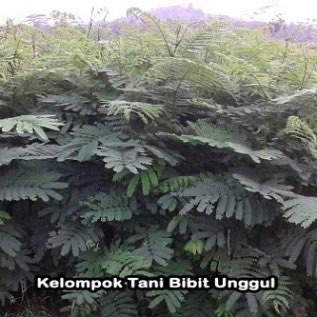 Bibit Albasiah / Jeng-jeng