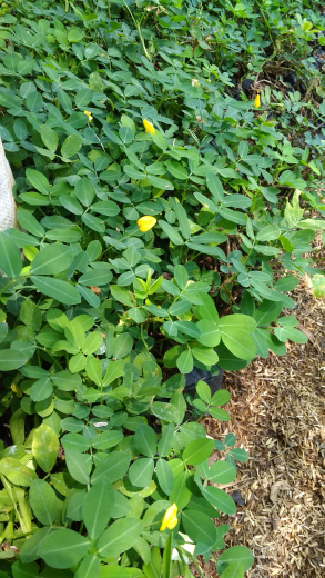 jual pohon landep-kacang kacangan 