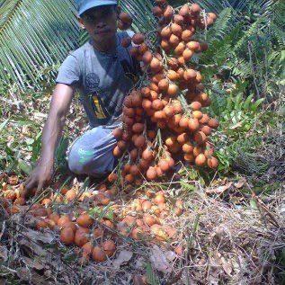 Jual Bibit Pinang Unggul Jenis Betara berbuah Lebat, relatif stabil dan Rendah