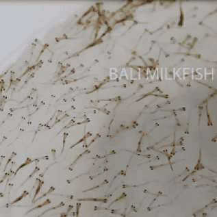 jual bibit bandeng / nener / milkfish