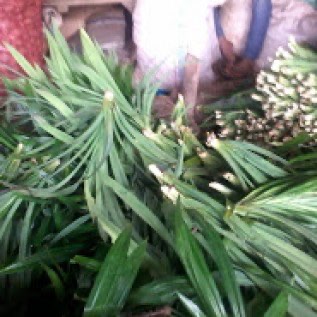 Jual daun pandan wangi segar / fresh (pandanus amarylifolius)