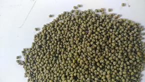 kacang hijau