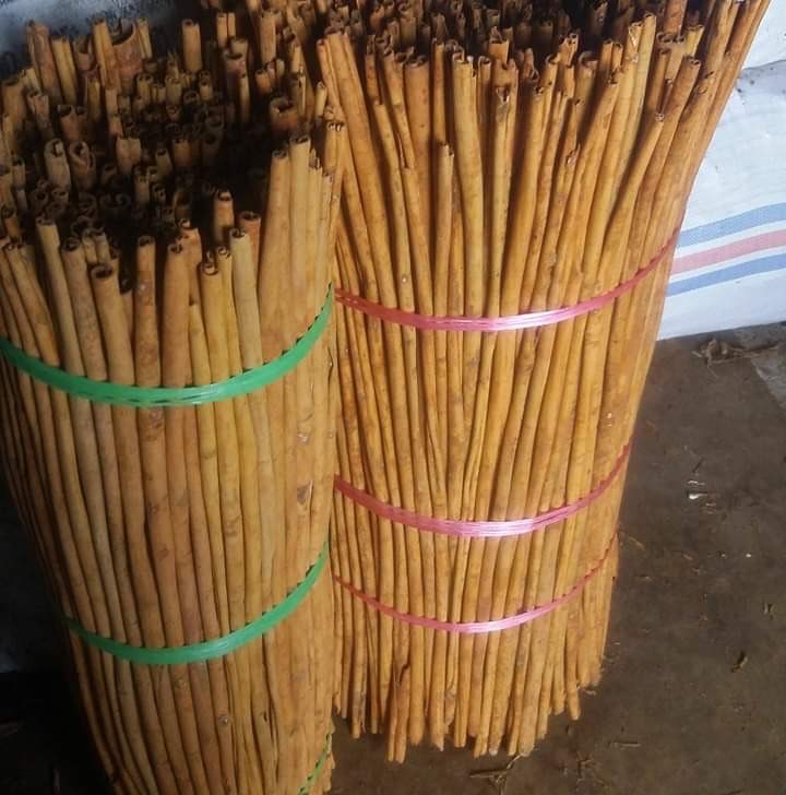 Kayu Manis qualitas grade AA, A, AB