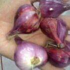 Jual Bawang Merah Brebes Berkualitas