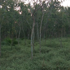 ofjual pohon eucalyptus.dll