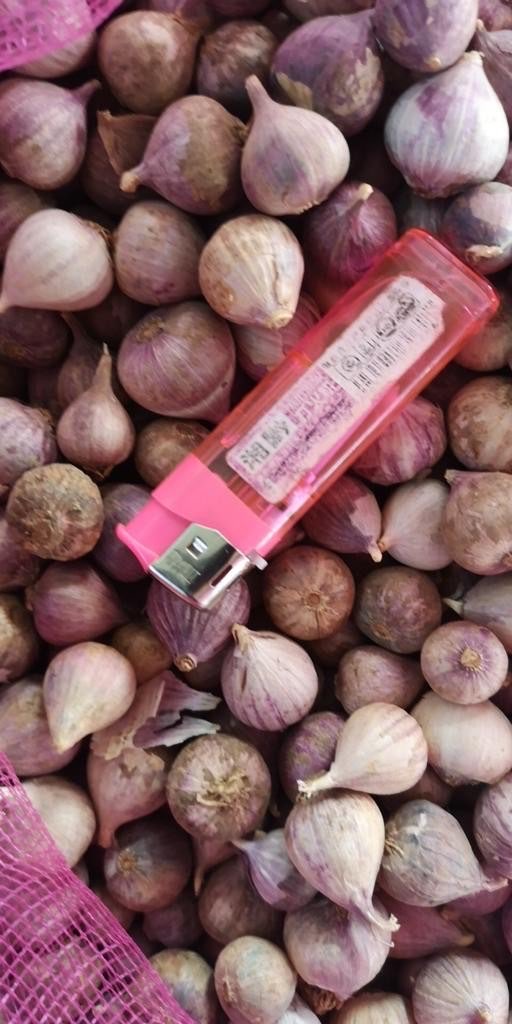 Bawang Tunggal Lanang
