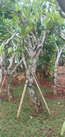 jual pohon bungur merah