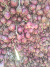 Bawang Merah Probolinggo