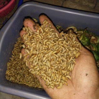 Maggot bsf