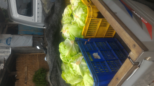 lettuce