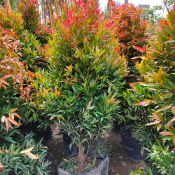 jual pohon pucuk merah 