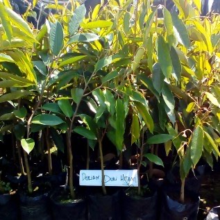 Bibit Durian Duri Hitam| Black Thorn | Ochee Super  Asil 