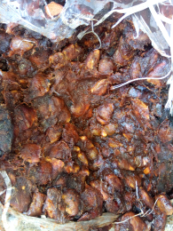 asem jawa