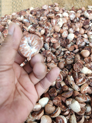 pinang belah dua