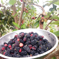 blackberry