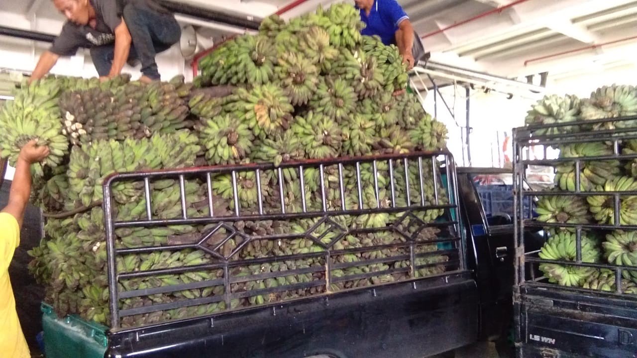 Pisang Batu/Kepok Kualitas Super