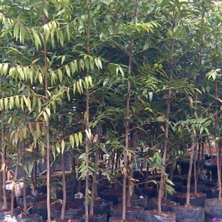 JUAL POHON DAMAR.DLL