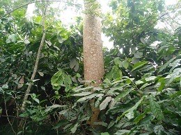 Kayu Sengon 