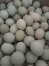 telor bebek kualitas super