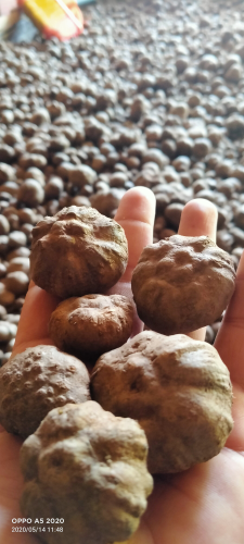 bibit katak asli Dorman bukan kaleng kaleng