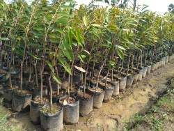 bibit durian semua jenis mulai dari kaki 1-5