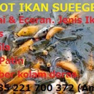 Supplier Ikan Deras Subang ; Ikan Mas, Nila, Patin