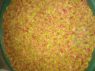 jual cengkeh