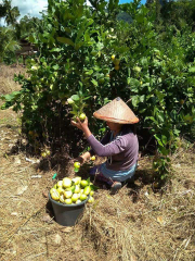 jeruk lemon lokal